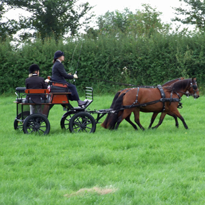 Purton Show